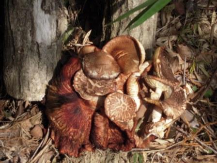 �U�O�㍟�ꂩ��P�T�N