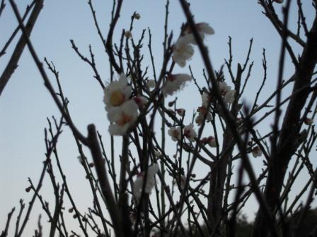 �U�O�㍟�ꂩ��P�T�N