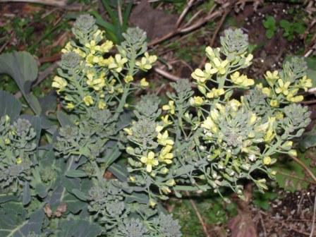 �U�O�㍟�ꂩ��P�T�N