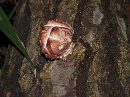 �U�O�㍟�ꂩ��P�T�N