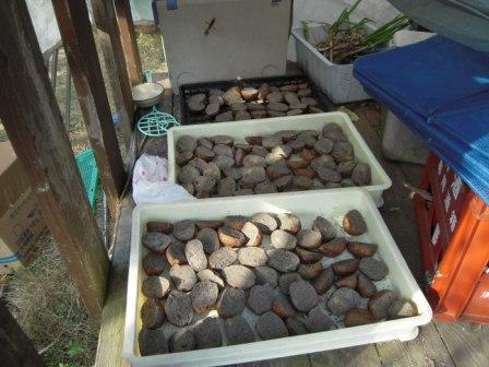 �U�O�㍟�ꂩ��P�T�N