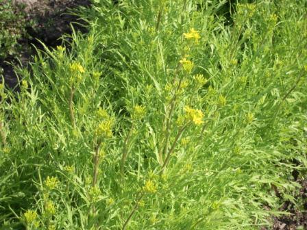 �U�O�㍟�ꂩ��P�T�N