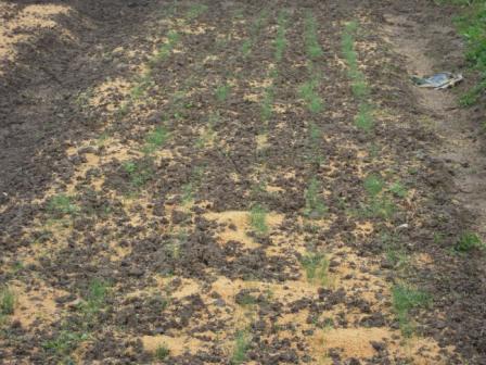 �U�O�㍟�ꂩ��P�T�N