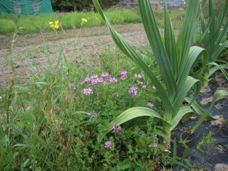 �U�O�㍟�ꂩ��P�T�N