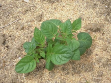 �U�O�㍟�ꂩ��P�T�N