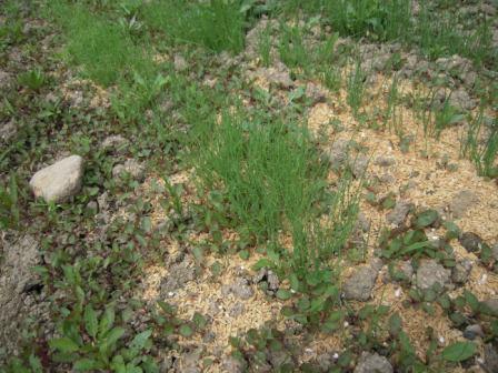 �U�O�㍟�ꂩ��P�T�N