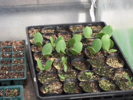 �U�O�㍟�ꂩ��P�T�N