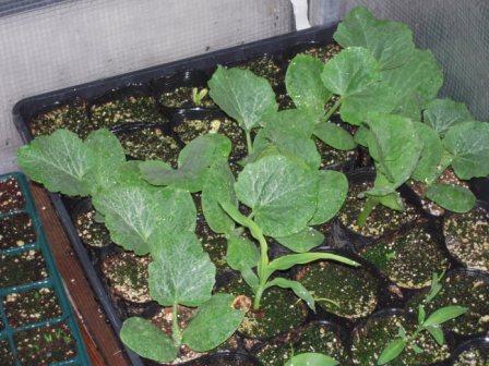 �U�O�㍟�ꂩ��P�T�N