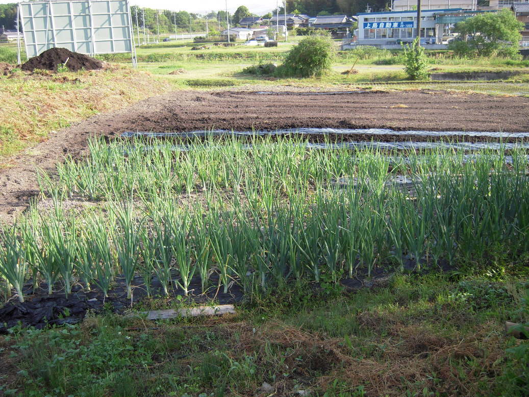 �U�O�㍟�ꂩ��P�T�N