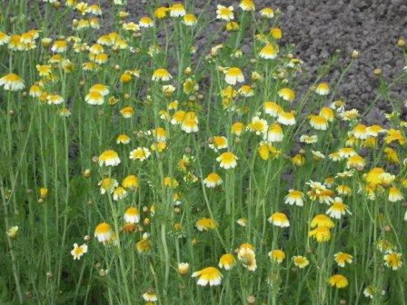 �U�O�㍟�ꂩ��P�T�N