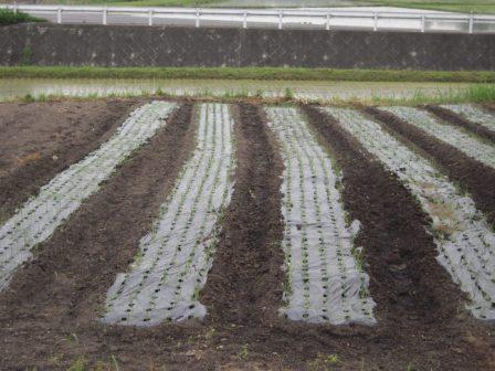 �U�O�㍟�ꂩ��P�T�N