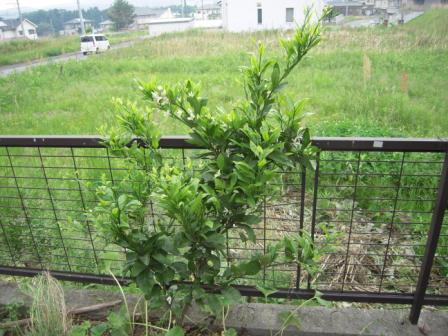 �U�O�㍟�ꂩ��P�T�N