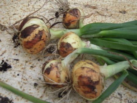 �U�O�㍟�ꂩ��P�T�N