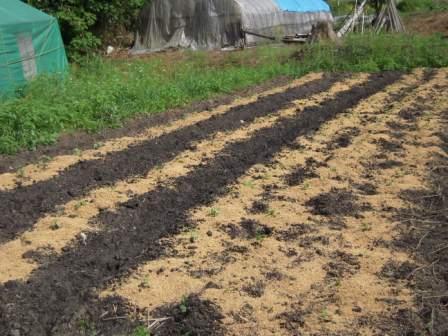 �U�O�㍟�ꂩ��P�T�N