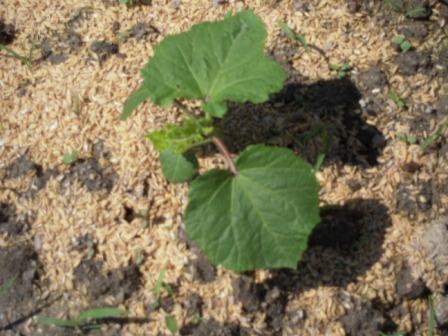 �U�O�㍟�ꂩ��P�T�N