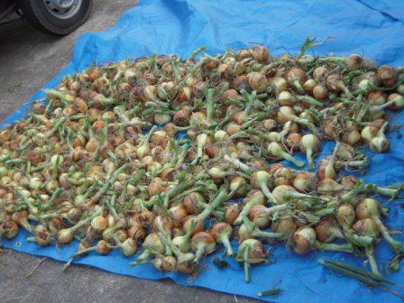 �U�O�㍟�ꂩ��P�T�N