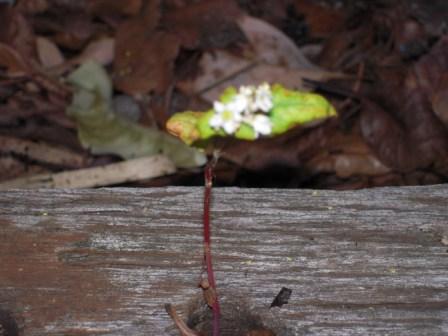 �U�O�㍟�ꂩ��P�T�N