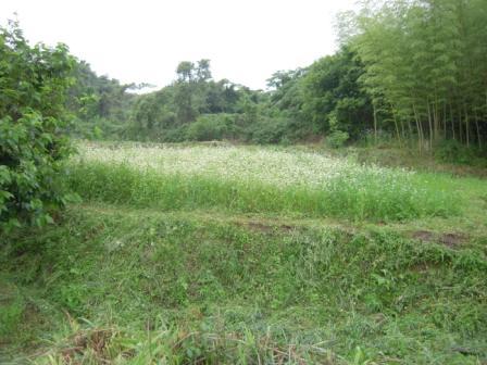 �U�O�㍟�ꂩ��P�T�N