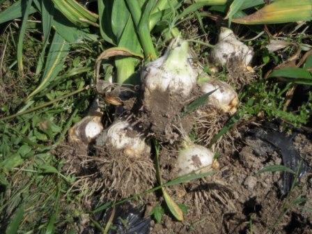 �U�O�㍟�ꂩ��P�T�N