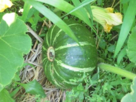 �U�O�㍟�ꂩ��P�T�N