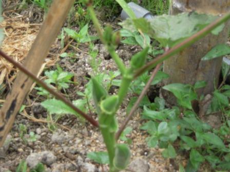 �U�O�㍟�ꂩ��P�T�N