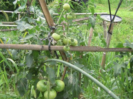 �U�O�㍟�ꂩ��P�T�N