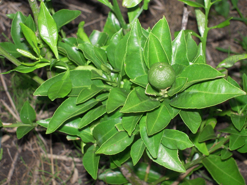 �U�O�㍟�ꂩ��P�T�N