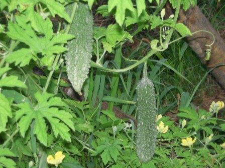 �U�O�㍟�ꂩ��P�T�N