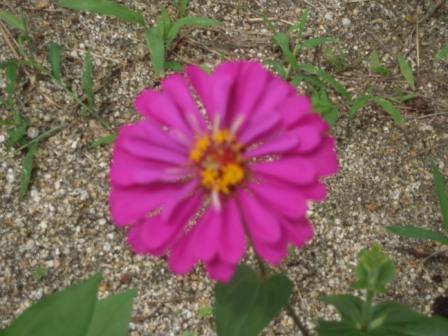 �U�O�㍟�ꂩ��P�T�N