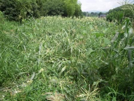 �U�O�㍟�ꂩ��P�T�N