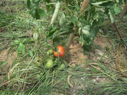 �U�O�㍟�ꂩ��P�T�N