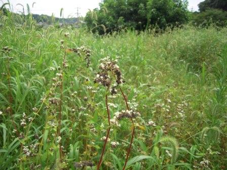 �U�O�㍟�ꂩ��P�T�N