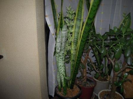 �U�O�㍟�ꂩ��P�T�N