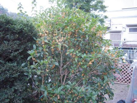 �U�O�㍟�ꂩ��P�T�N