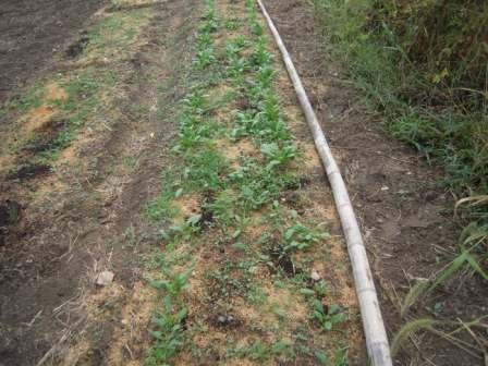 �U�O�㍟�ꂩ��P�T�N