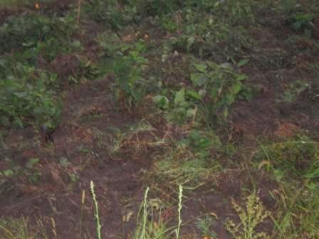 �U�O�㍟�ꂩ��P�T�N