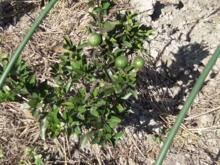 �U�O�㍟�ꂩ��P�T�N