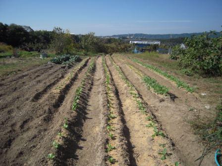 �U�O�㍟�ꂩ��P�T�N