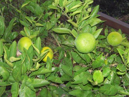 �U�O�㍟�ꂩ��P�T�N