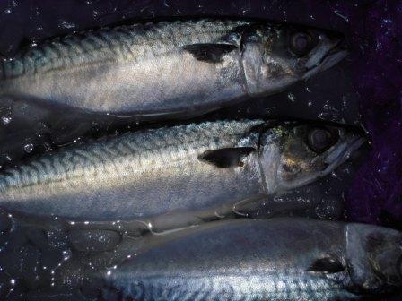 �U�O�㍟�ꂩ��P�T�N