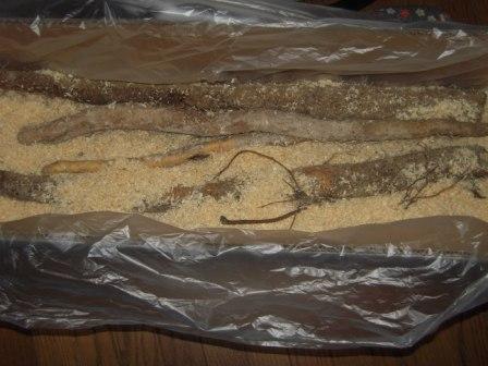 �U�O�㍟�ꂩ��P�T�N