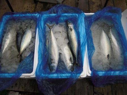 �U�O�㍟�ꂩ��P�T�N