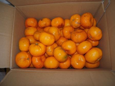 �U�O�㍟�ꂩ��P�T�N