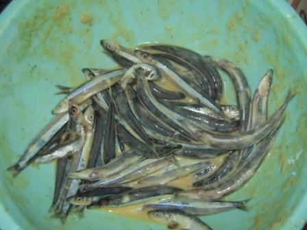 �U�O�㍟�ꂩ��P�T�N