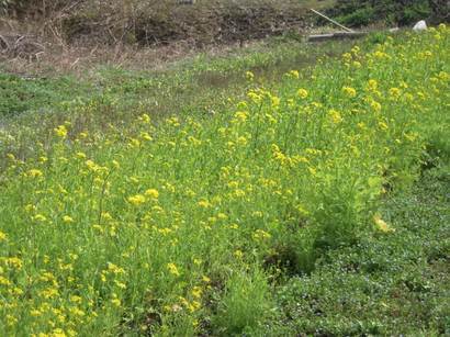 �U�O�㍟�ꂩ��P�T�N