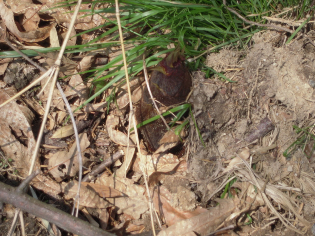 �U�O�㍟�ꂩ��P�T�N