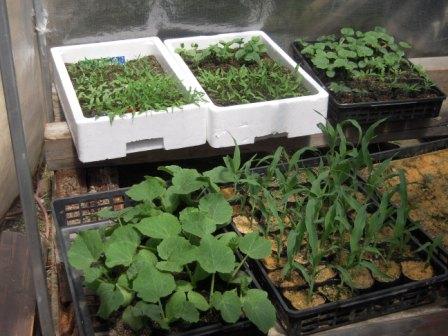 �U�O�㍟�ꂩ��P�T�N