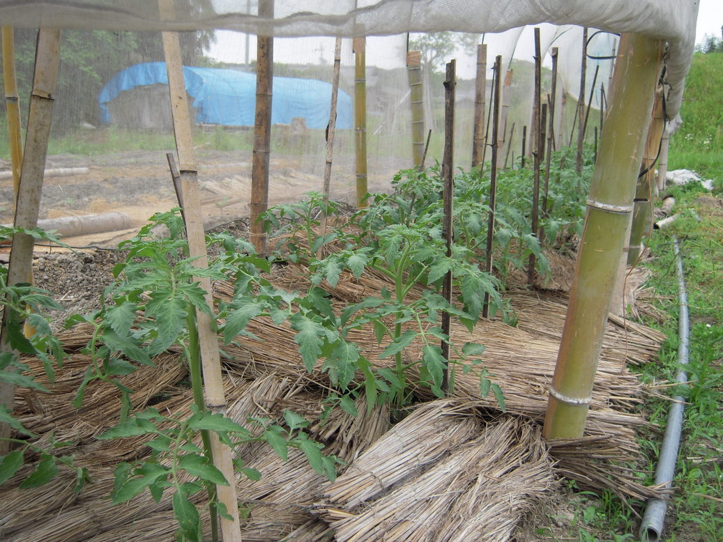 �U�O�㍟�ꂩ��P�T�N