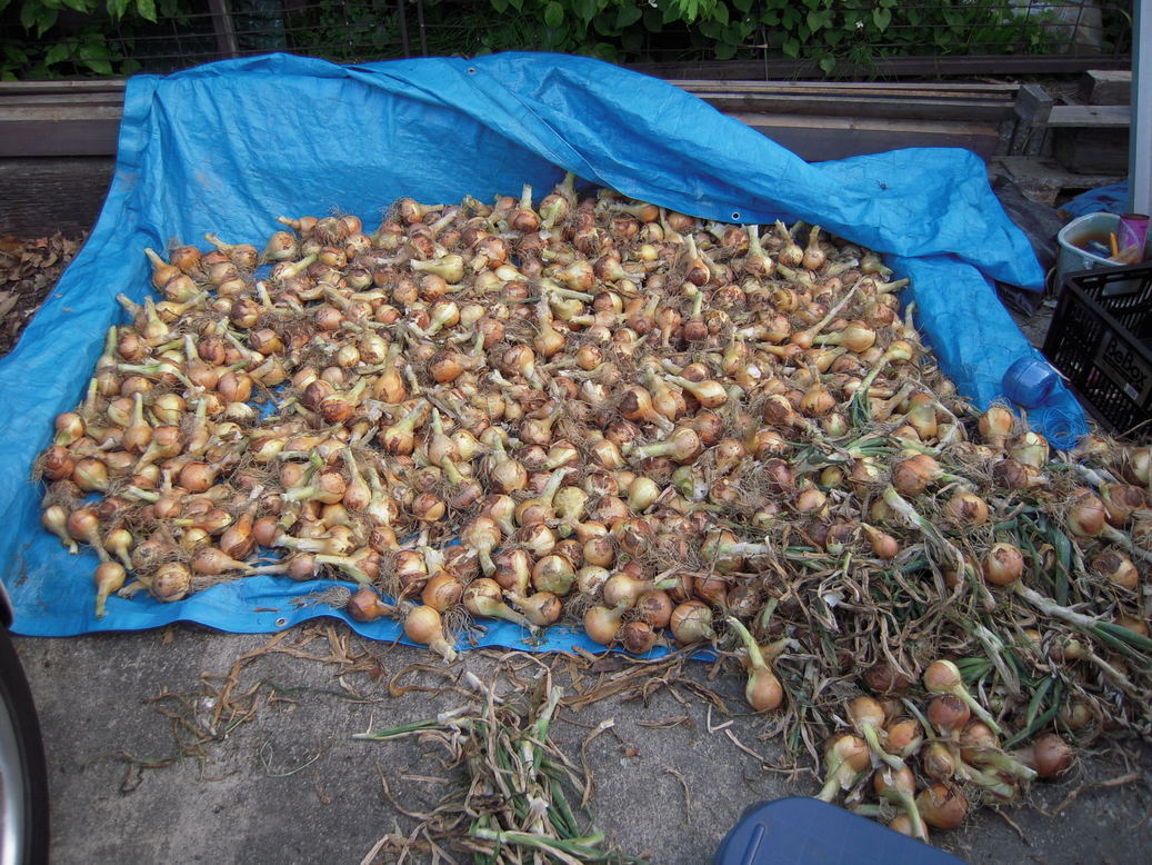 �U�O�㍟�ꂩ��P�T�N