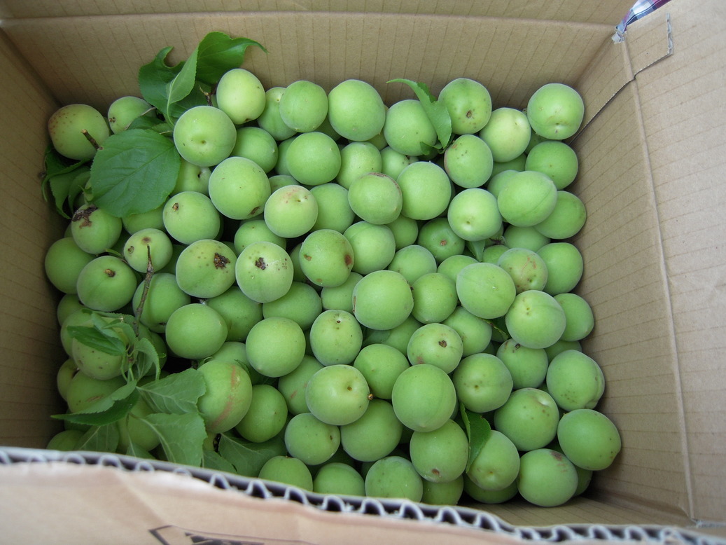 �U�O�㍟�ꂩ��P�T�N